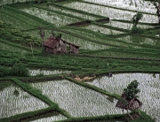 Rice Fields and Shelters