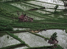 Rice Fields and Shelters