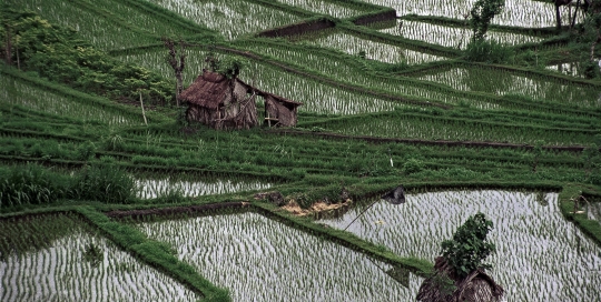 Rice Fields and Shelters