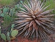 Cactus Sedona