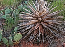 Cactus Sedona