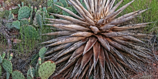 Cactus Sedona