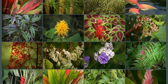 Costa Rica Flora