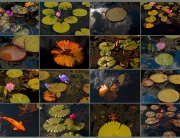 Water Lilies