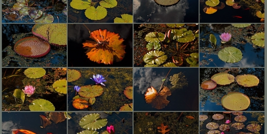 Water Lilies