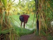 Rice Farmer