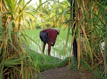 Rice Farmer