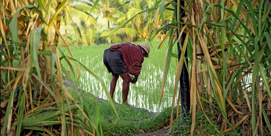 Rice Farmer