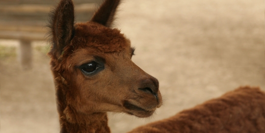 Alpaca at Pyramid Pucllana