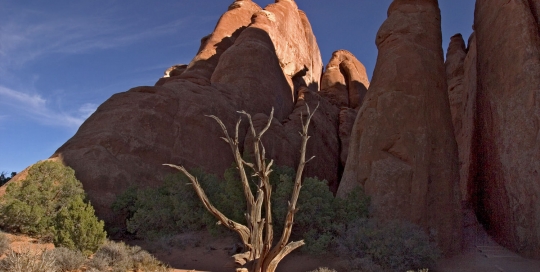 Dead Tree in Arches