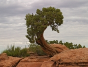 Tree in Canyonlands