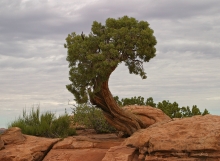 Tree in Canyonlands