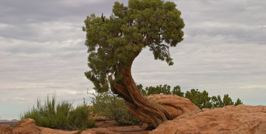 Tree in Canyonlands